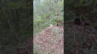 Download lagu #funny #duet ⚡ Hutan bagus Penuh Dgn Alam Pegunungan Arfak 😇😇 #lagurege mp3 Download lagu #funny #duet ⚡ Hutan bagus Penuh Dgn Alam Pegunungan Arfak 😇😇 #lagurege mp3
