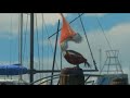 Pelican Swallows Marlin And Dory Alternate Ending Vore