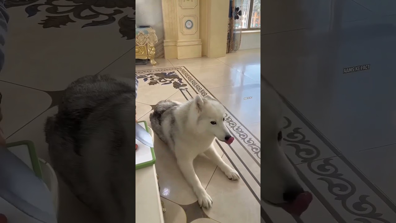 “Dog Ate It… Without the Owner Knowing! 😂🐶”