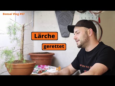Nebenläufer der Lärchen Challenge retten - Europäische Lärche (Larix decidua) | Bonsai VLog #57