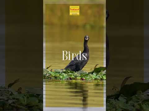 Explore The Magical World of Diplai Beel