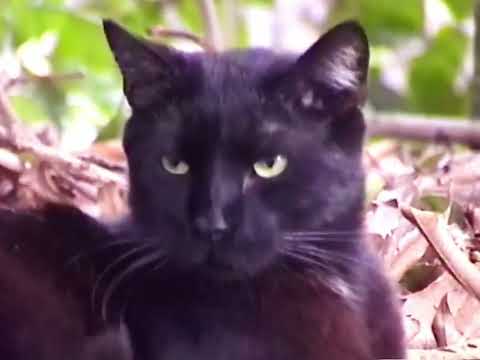 (Your Cat) Don't Stand a Chance