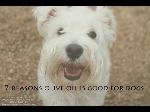 download lagu mp3 mp4 Can I Put Olive Oil In My Dogs Food, download lagu Can I Put Olive Oil In My Dogs Food gratis, unduh video klip Can I Put Olive Oil In My Dogs Food