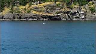 preview picture of video 'Whale Watching in Anacortes, Washington'