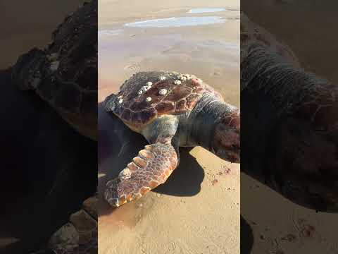 Praia de Santa Catarina- Passo de Torres. #tartaruga  #praia  #fyp