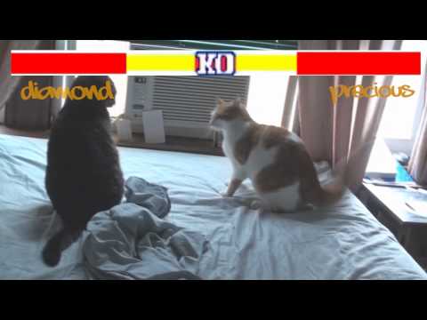 Guile's Theme Goes With Everything (Cats Fighting)