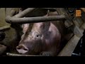INSIDE A PIG SLAUGHTERHOUSE | Extreme animal cruelty exposed