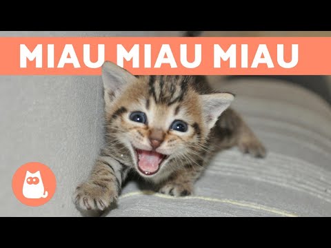 Gatos miando 🐈 - Filhotes e adultos