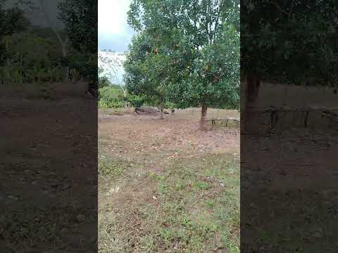 CALOBRE PROVINCIA DE VERAGUAS, PANAMA