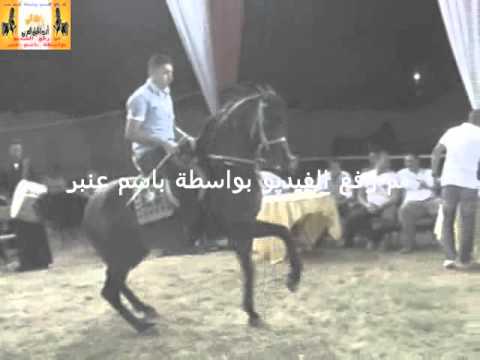 رقص خيول عربية حفلة الحاج كمال مندي03