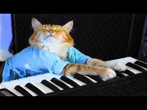 Funniest Cat Videos Ever #89