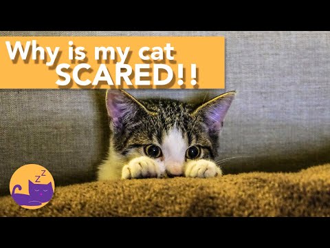 Why Is My Cat Scared of EVERYTHING!