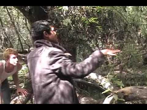 Huck Finn Flew Over the Catcher in a Midsummer Night's Dream