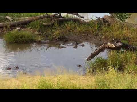 Djuma: Egyptian Goose family - 16:47 - 03/28/20