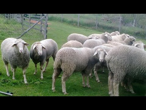 OVCE - Realna priča o uzgoju rase virtemberg