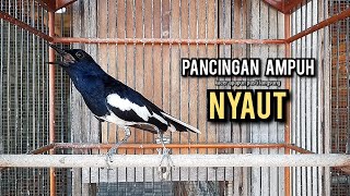 Download lagu kacer gacor NGEPLONG tarung ini paling ampuh buat PANCINGAN KACER agar EMOSI NYAUT mp3 Download lagu kacer gacor NGEPLONG tarung ini paling ampuh buat PANCINGAN KACER agar EMOSI NYAUT mp3