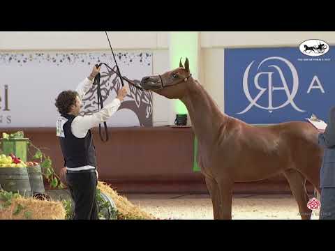 N 37 URUS DI MAR   Italian Nationals 2022   Yearling Colts Class 4B