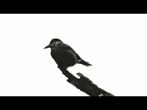 Orešnica perlavá — typické „krák-krák