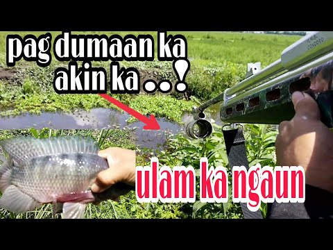 SULIT MAY PANG ULAM NA MAY PAG BIGAS PA/ TIKSAY FISH HUNTING