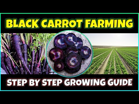 Black carrot farming 
