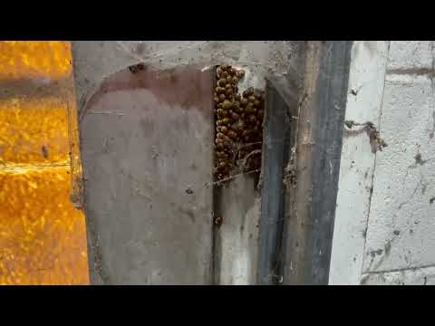 Storage Room Infested with Ladybugs in Princeton, NJ
