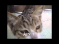 猫の冒険