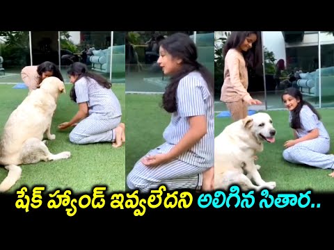 Mahesh Babu Daughter Sitara & Her Friend Playing With Dog || #Sitara Funny Videos || Silver Screen