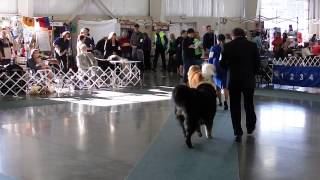 preview picture of video 'Trip and Mario, Whidbey Island Kennel Club Dog Show, Nov 16 2014'