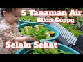 5 Tanaman Air Pilihan Bikin Guppy Selalu Sehat