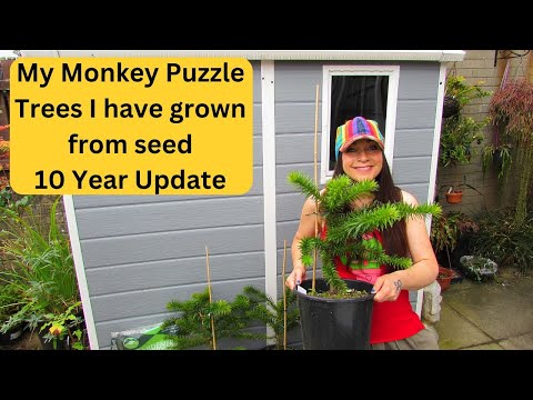 My Monkey Puzzle Trees I have grown from Seed 10 Years ago Update #plants #gardening