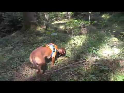 Nachsuche,  Schwarzwild,  Fährtenschuh, Fährtenarbeit