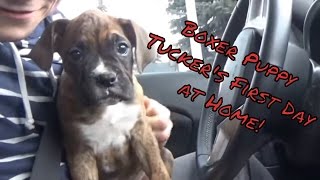 Boxer puppy Tucker's first day! (surprising my fiance)