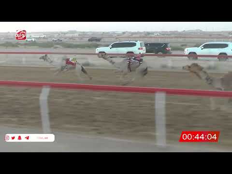  ش 2 (شاهين) لـ حمد سالم بوظفيره العامري 2:14 , شارة الصندوق 2026/06/07 فطامين الجبيب  