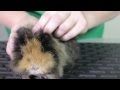 Health And Welfare How To Health Check A Guinea Pig