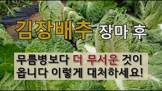 김장배추 장마 후 무름병보다 더 무서운 것이 옵니다 이렇게 대처하세요! #김장배추 뿌리혹병 #김장배추 진딧물…