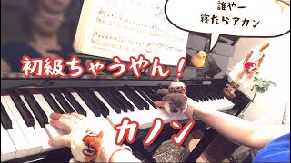 Download lagu Pachelbel's Canon [Zen-on Piano Masterpieces 100 Beginner Edition] Is this a beginner arrangement? mp3