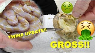 Cutting Open A Moldy Egg !! And Twin Baby Snake Update !!