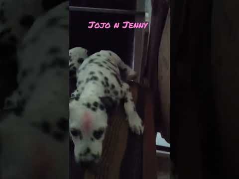 Jojo n Jenny..#viral #short #pet #pratyush #cutedog #youtubeshort #viralvideo #dogs #love #pratyush