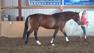 Lycon-Le Legolas stallion * 2013 for sale
