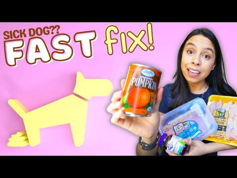YouTube video about: How fast does pumpkin work for dog diarrhea?
