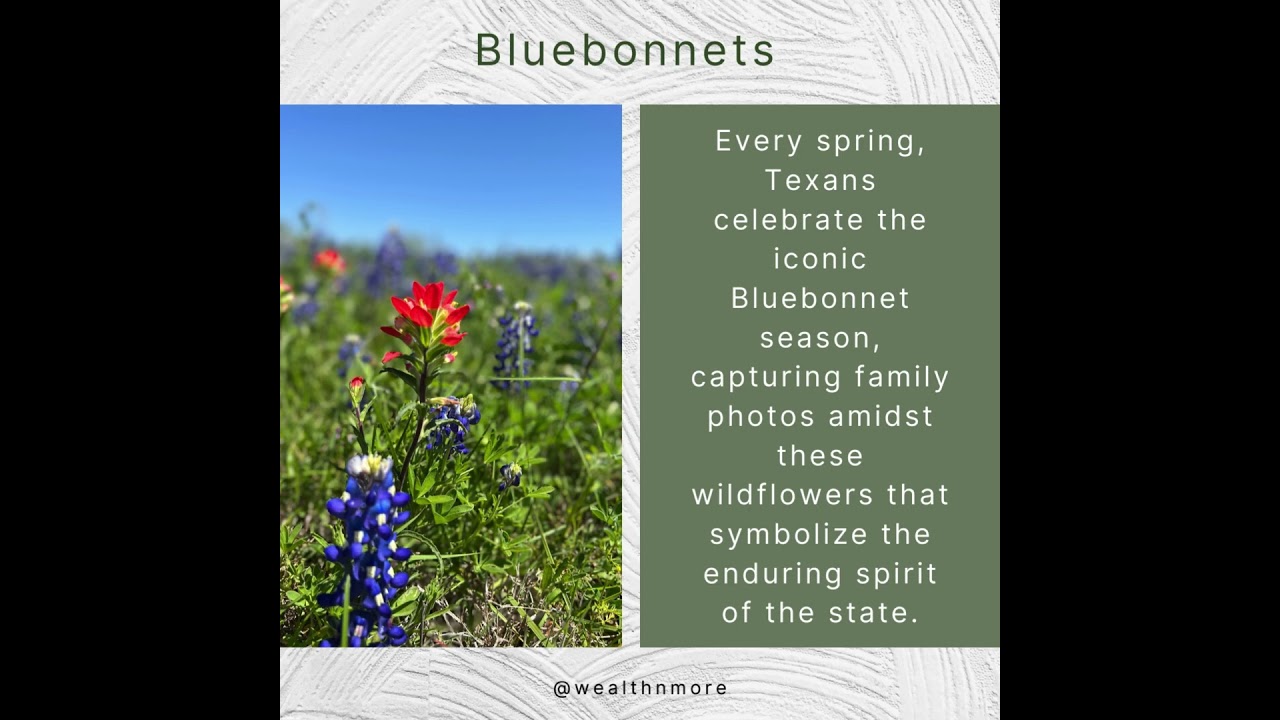 These breathtaking wildflowers, the Texas #bluebonnet