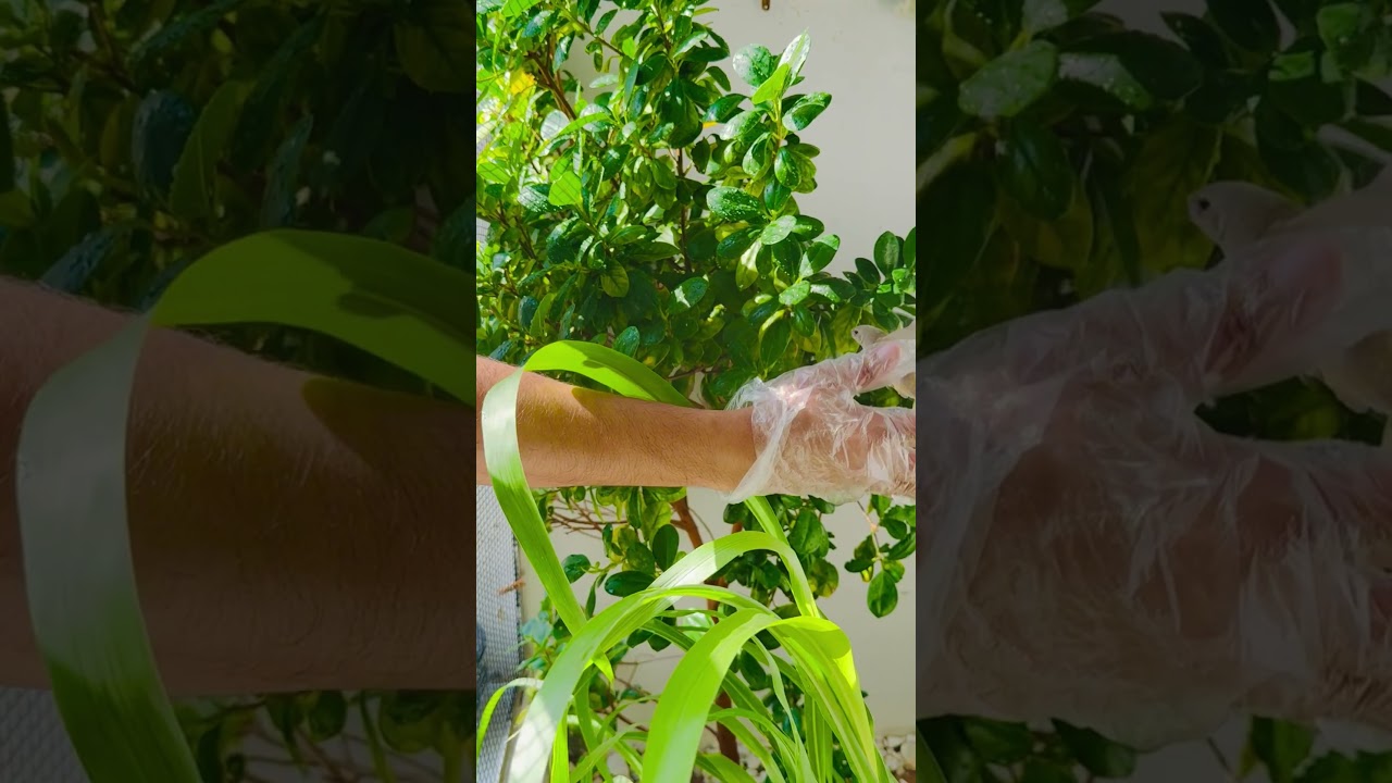 Releasing Gouldian Finch into a Lush Green Outdoor Aviary #birds #nature #forest #jungle #wildlife