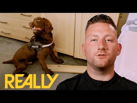 Sniffer-Dog Locates Drugs Inside Two Glasgow Flats | Dog Detectives