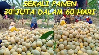 Download lagu PANEN MELON | puluhan juta mp3 Download lagu PANEN MELON | puluhan juta mp3