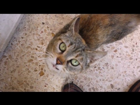 Chiarificazione di un organismo da aglio di parassiti e latte Da che tsist di lyambliya periscono