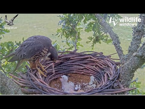Wildlife Windows Dorset Hobby Cam ~ Both Hobby Chicks Hatch! 🐣 Mom Feeds Bird Leg To #1 🐣 7.8.24