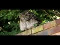 Spotted Eagle Owl Hisses And Makes Clicking Sounds
