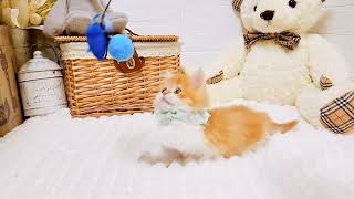 マンチカンの動画02