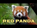 Red panda sounds, red panda squeak