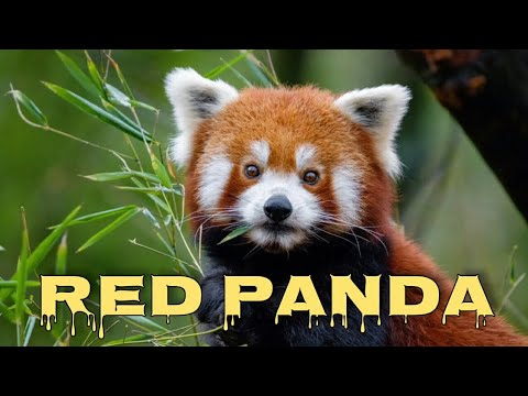 Red panda sounds, red panda squeak